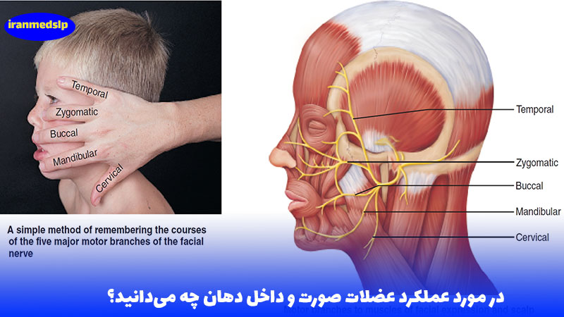 درمان عملکرد عضلات صورت و دهان